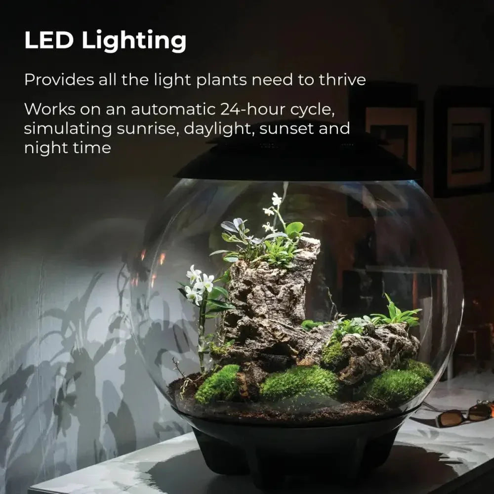 BiOrb AIR 60 Terrarium - Talis Us