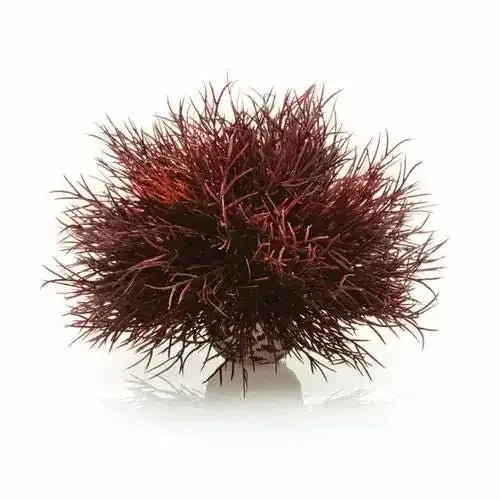 biOrb Sea Lily Aquarium Decir - Talis Us