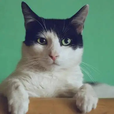 A black and white cat with striking green eyes rests its paws on a wooden surface.