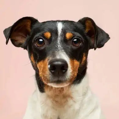 A charming black, white, and tan jack russell terrier with expressive brown eyes.
