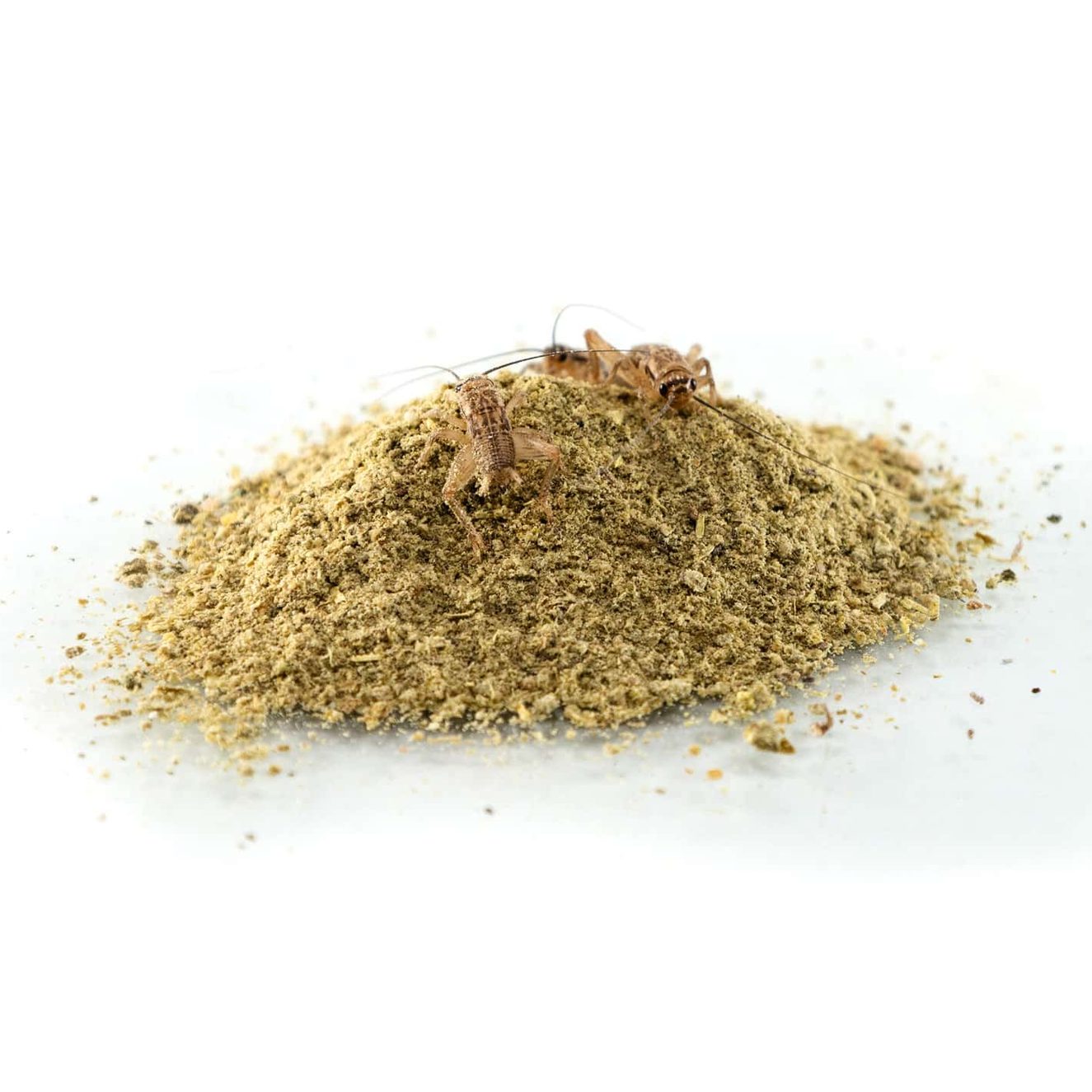 Zoo Med Laboratories reptile gut load supplement powder for optimal reptile health and nutrition