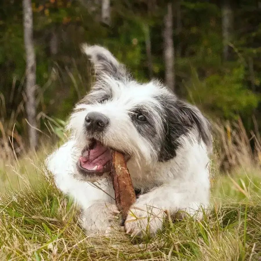Cadet Farm to Paws Beef Rib Bones Natural Dog Chews - Talis Us