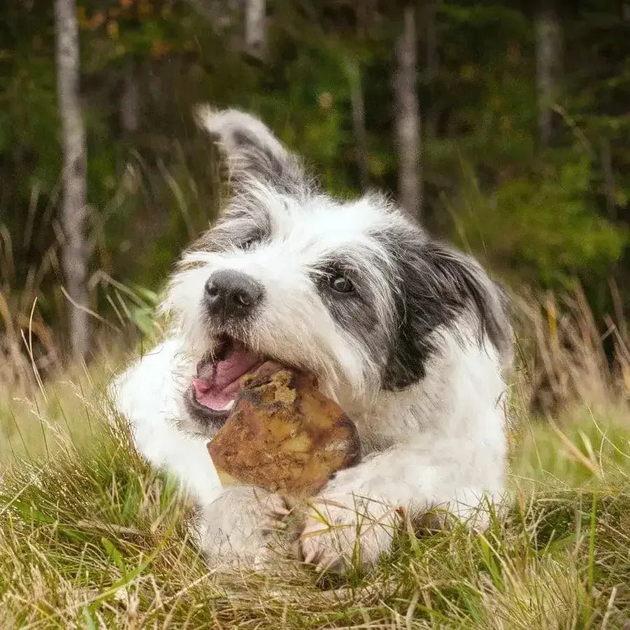 Cadet Farm to Paws Sliced Beef Knuckle Bones - Natural Dog Chews - Talis Us