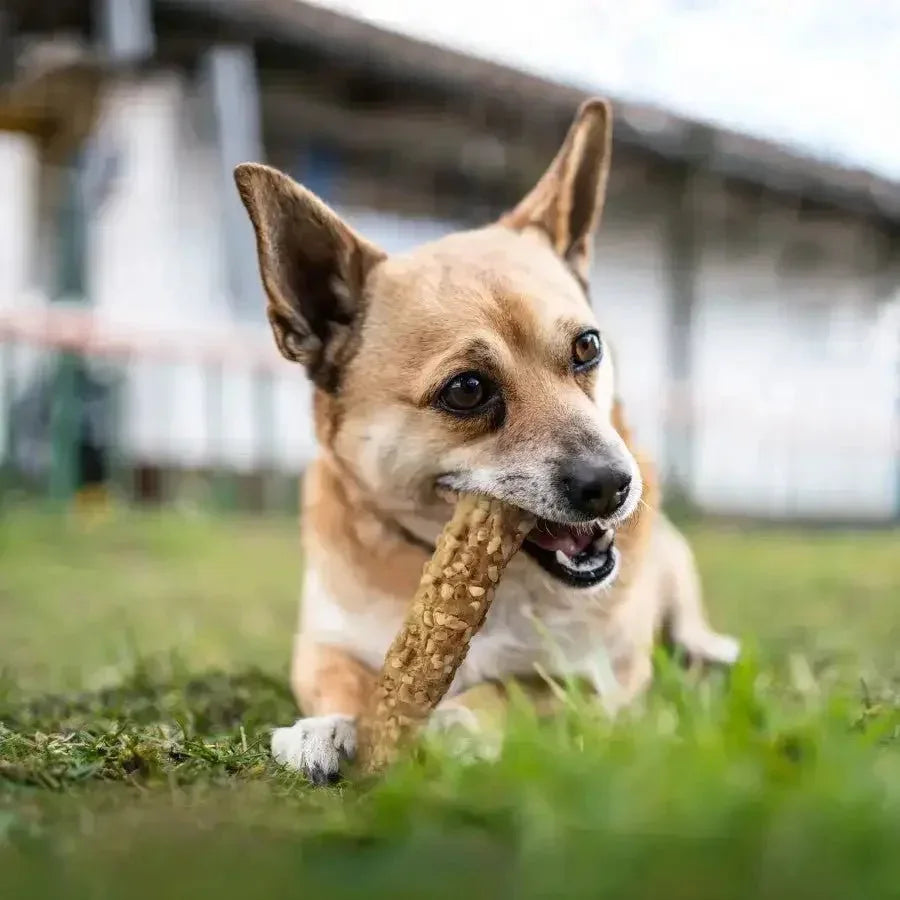 Cadet Smart Hide Rawhide Free Dog Chews - Talis Us