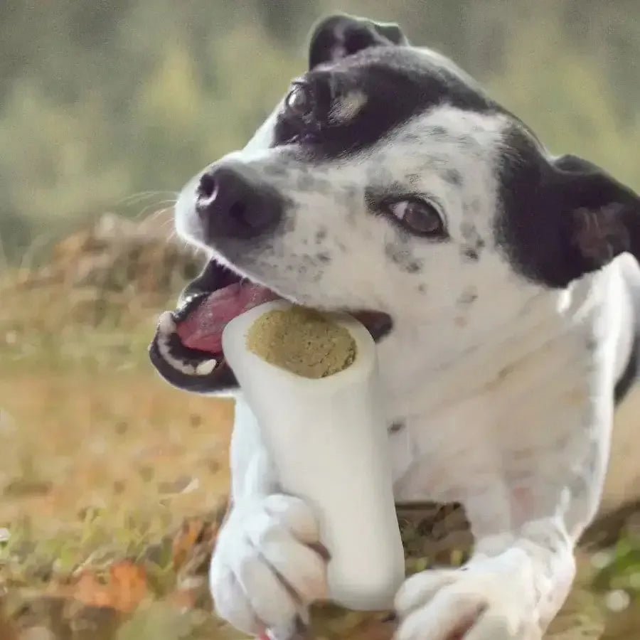 Cadet Stuffed Shin Bone for Dogs - Talis Us