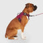 Canada Pooch Complete Control Dog Harness - Talis Us