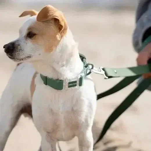 Canada Pooch Dog Waterproof Collar - Talis Us