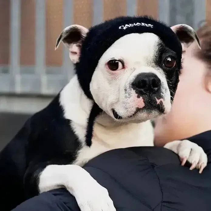 Canada Pooch Pawparazzi Dog Beanie - Talis Us