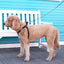 Canada Pooch Waterproof Dog Leash - Talis Us