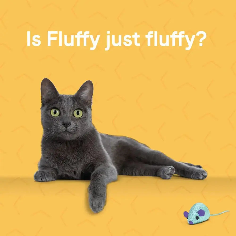 A gray cat lies on an orange background with a blue toy mouse nearby. White text above reads, Is Fluffy just fluffy—or a healthy cat thanks to CANIDAE Goodness for Indoor Cats Formula with Real Whitefish Dry Cat Food?.