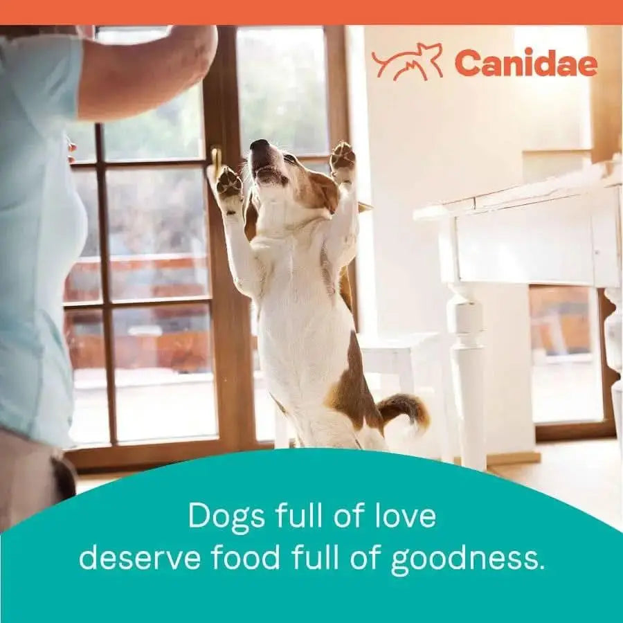 A joyful dog stands on its hind legs indoors with sunlight shining in. Text: Senior dogs full of love deserve CANIDAE PURE Grain-Free Senior Real Chicken, Sweet Potato & Garbanzo Bean Recipe. CANIDAE logo appears in the top right corner.