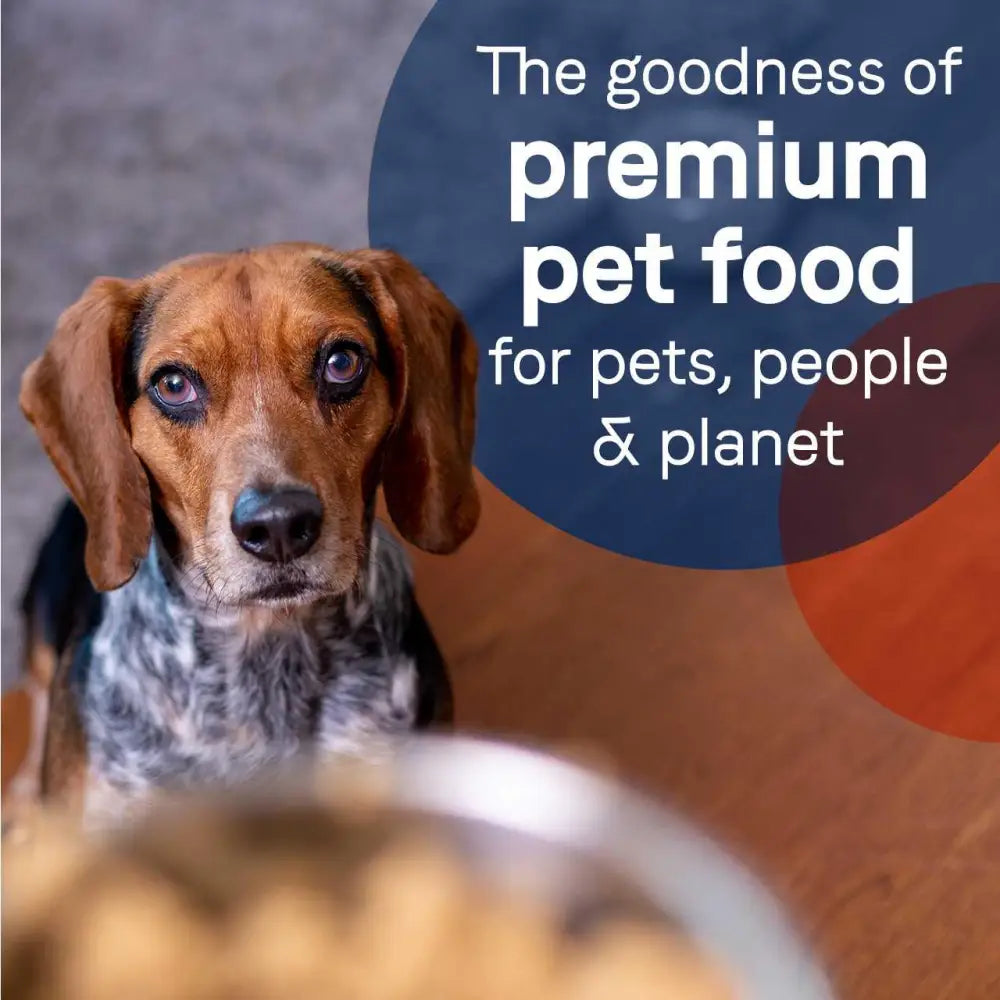 CANIDAE PURE Grain-Free Wet Dog Food 12ea/13 oz CANIDAE