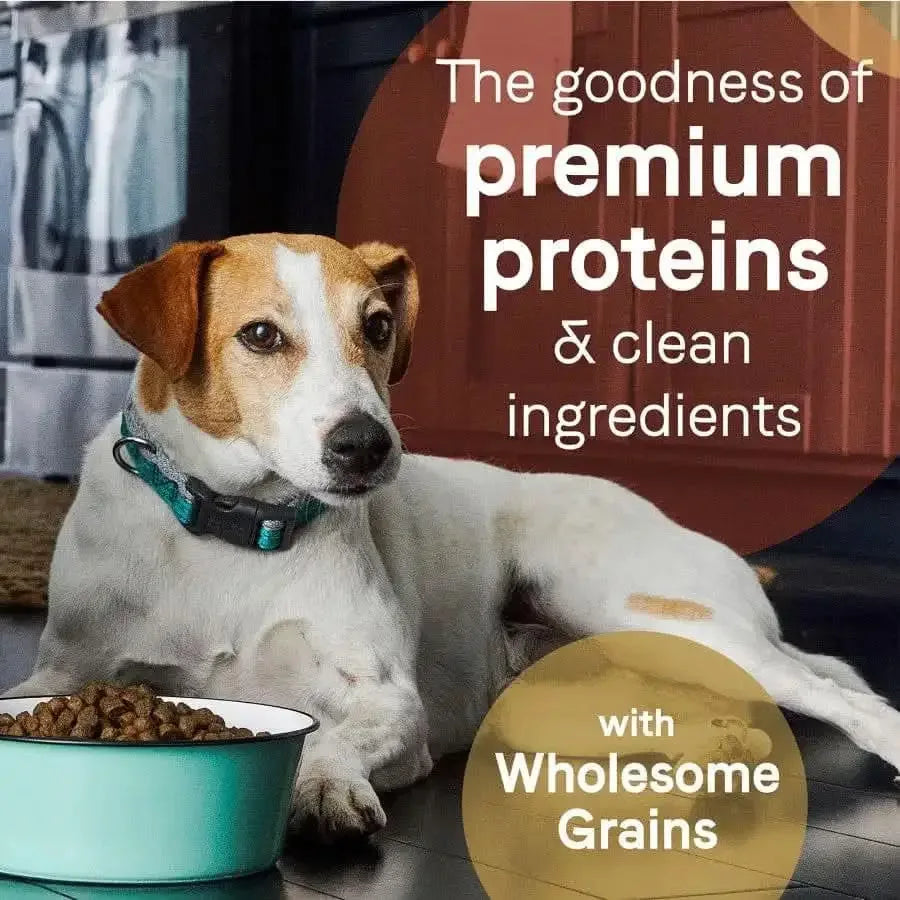 A brown and white dog with a teal collar lies on the kitchen floor by a bowl of kibble. Text overlay: Discover CANIDAE PURE with Wholesome Grains Real Beef & Barley Recipe—premium proteins and clean ingredients for your dog.