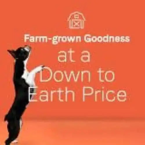A black and white cat stands on its hind legs before an orange backdrop with Farm-grown Goodness at a Down to Earth Price, a barn icon above, and a nod to CANIDAE Under The Sun Grain-Free Whitefish Recipe Dry Dog Food’s quality ingredients.