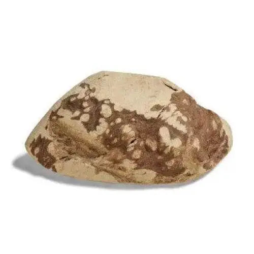 CANOPHERA All Natural Briar Wood Chew for Dogs - Talis Us