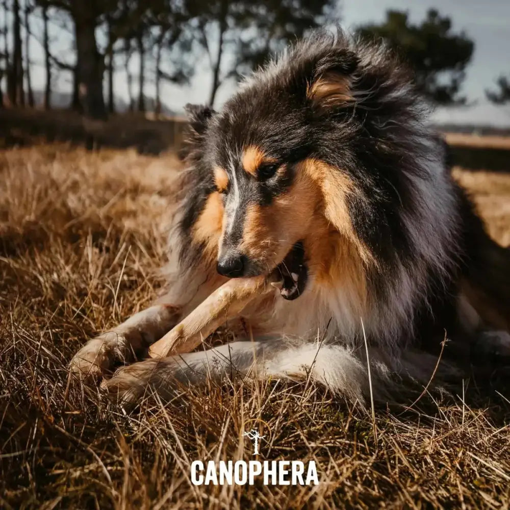 CANOPHERA All Natural Coffee Wood Chew for Dogs - Talis Us