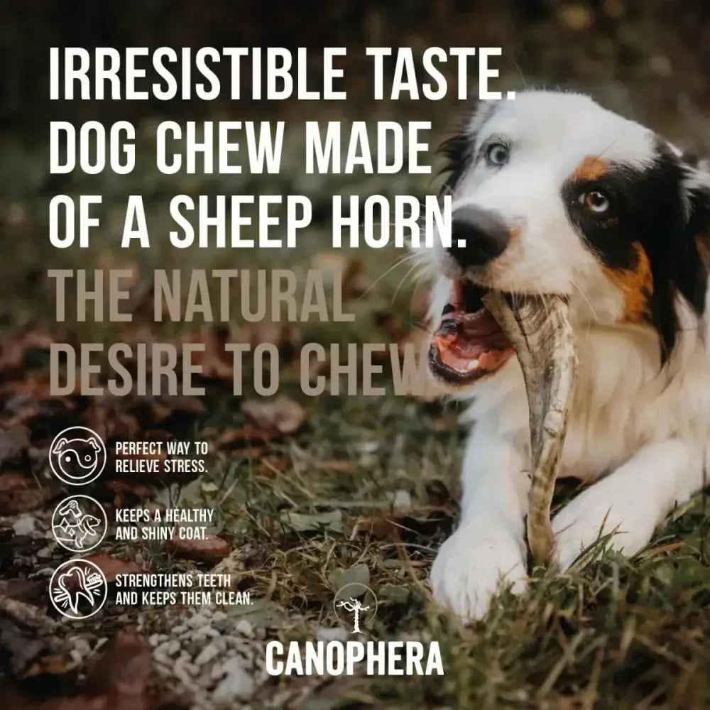 CANOPHERA Sheep Dog Chew Horn - Talis Us