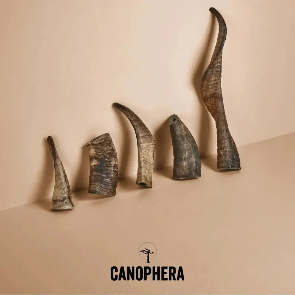 CANOPHERA Sheep Dog Chew Horn - Talis Us
