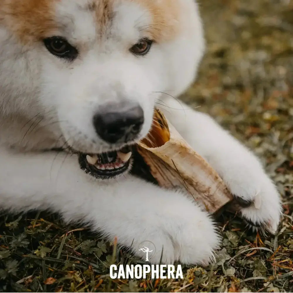 CANOPHERA Sheep Dog Chew Horn - Talis Us