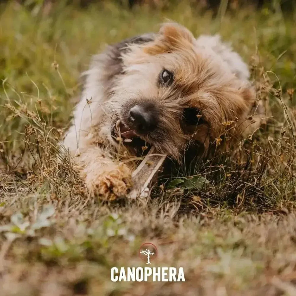 Canophera Split Red Deer Antler for Dogs - Talis Us