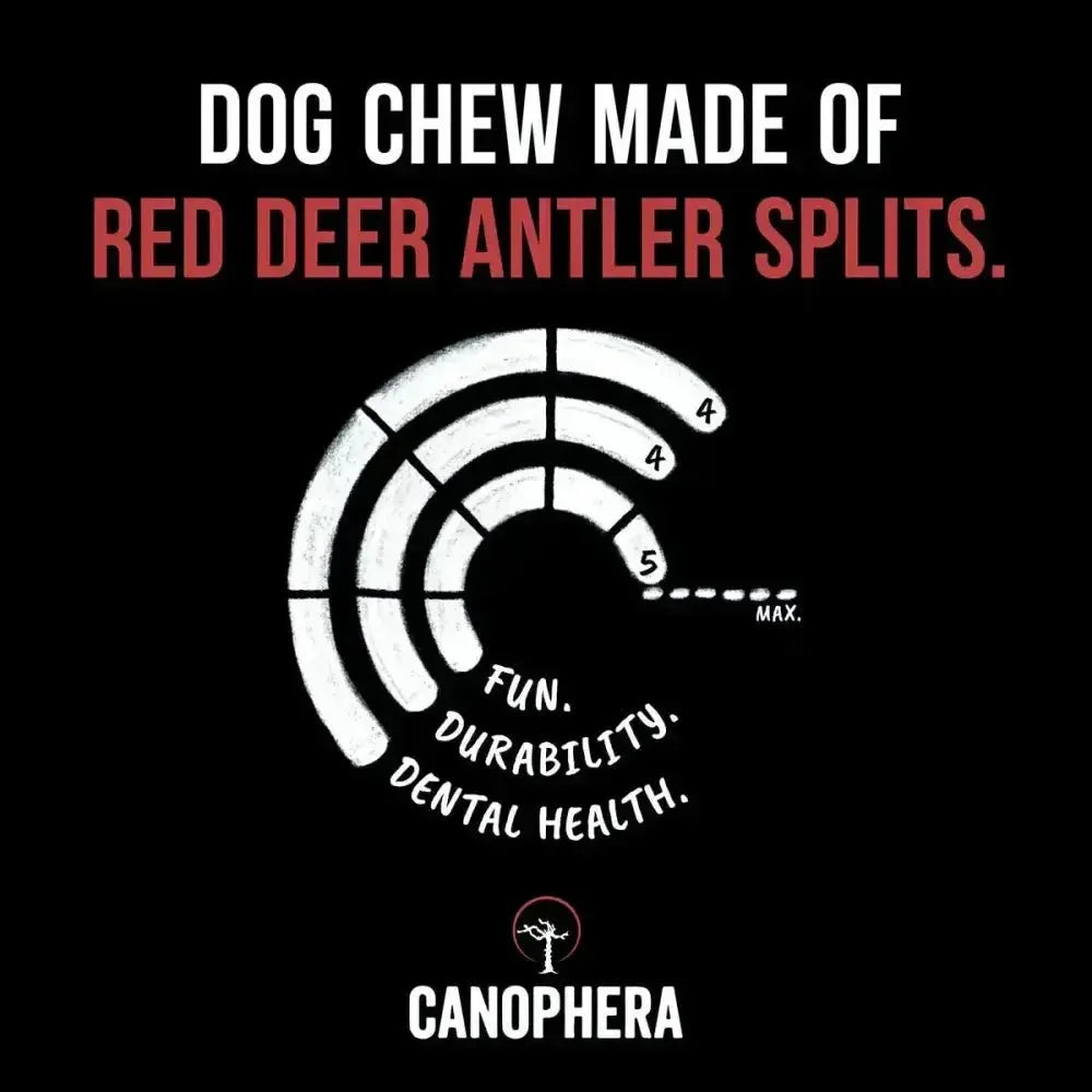 Canophera Split Red Deer Antler for Dogs - Talis Us
