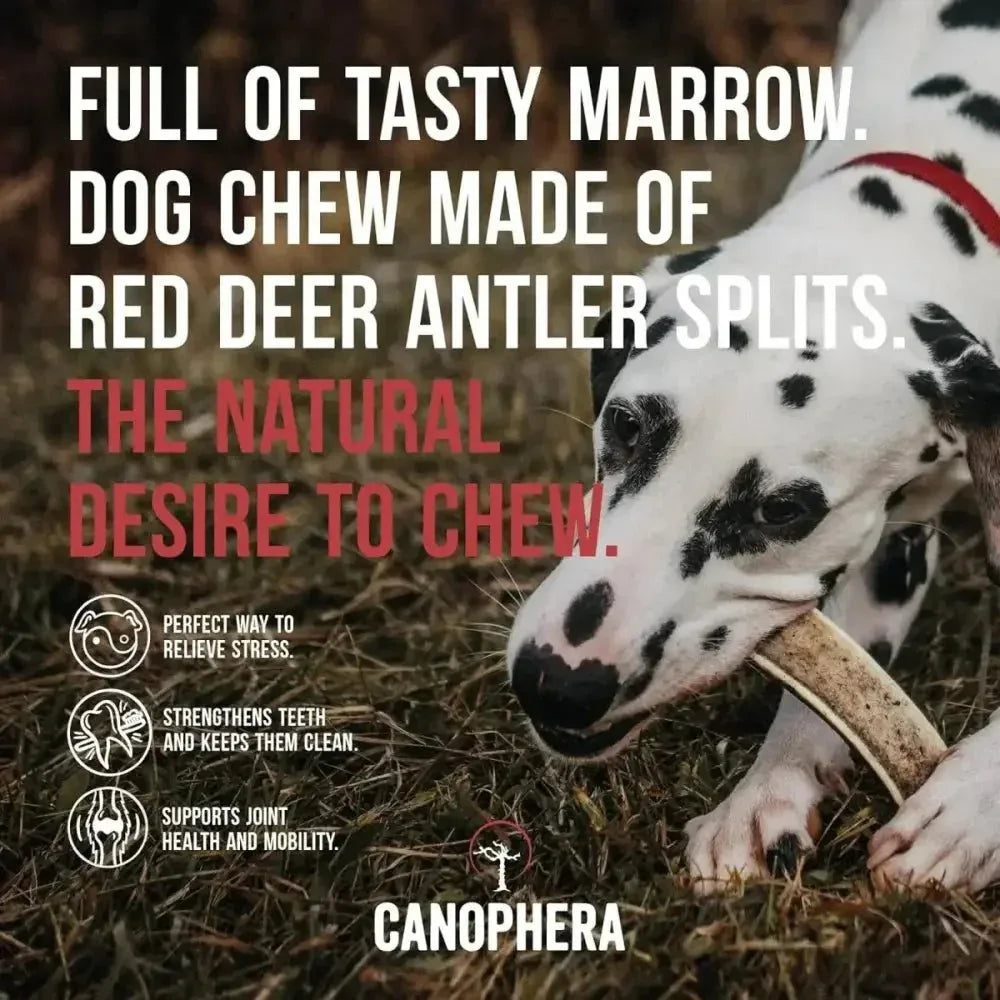 Canophera Split Red Deer Antler for Dogs - Talis Us