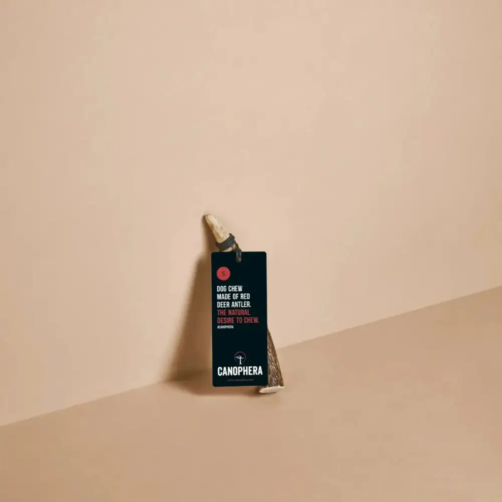 Canophera Whole Red Deer Antler Dog Chew - Talis Us