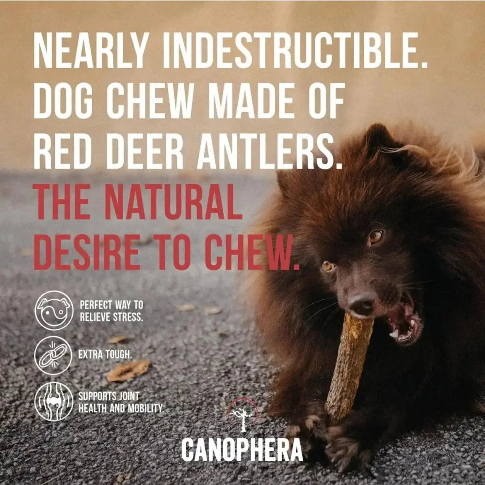 Canophera Whole Red Deer Antler Dog Chew - Talis Us
