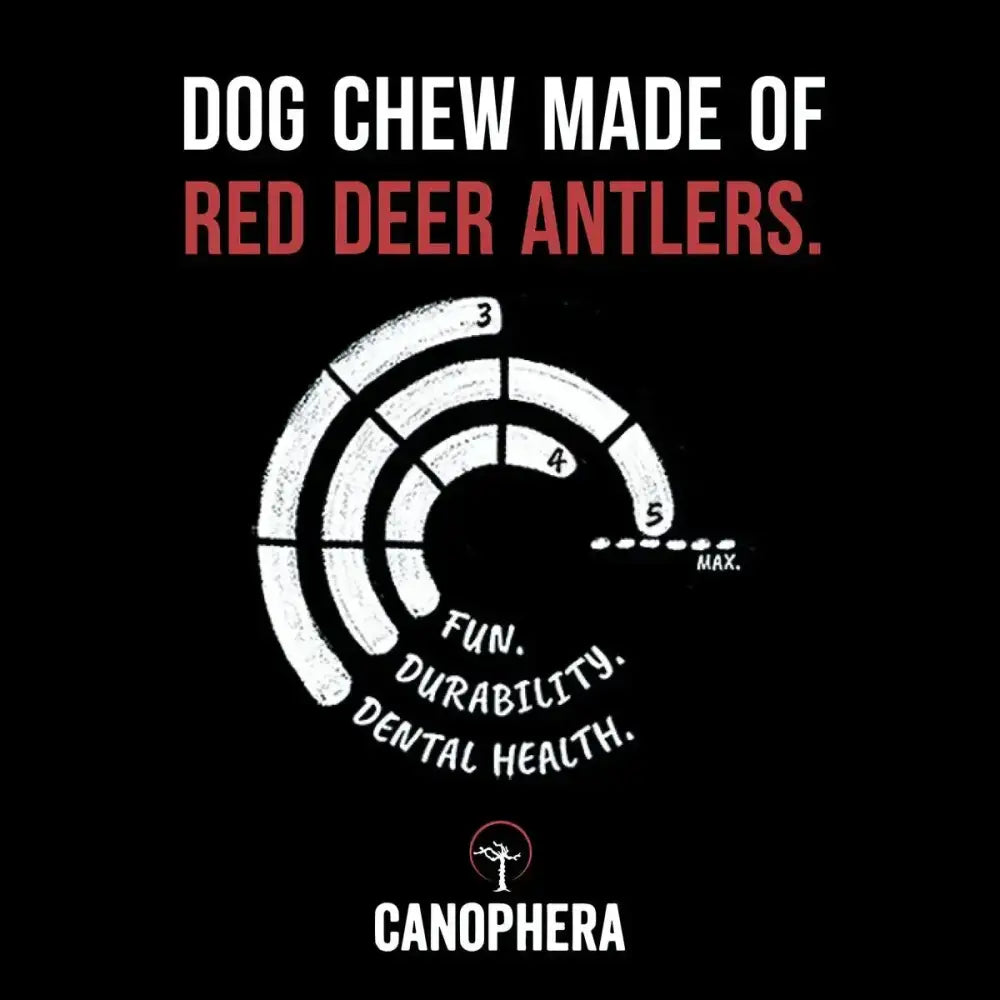 Canophera Whole Red Deer Antler Dog Chew - Talis Us