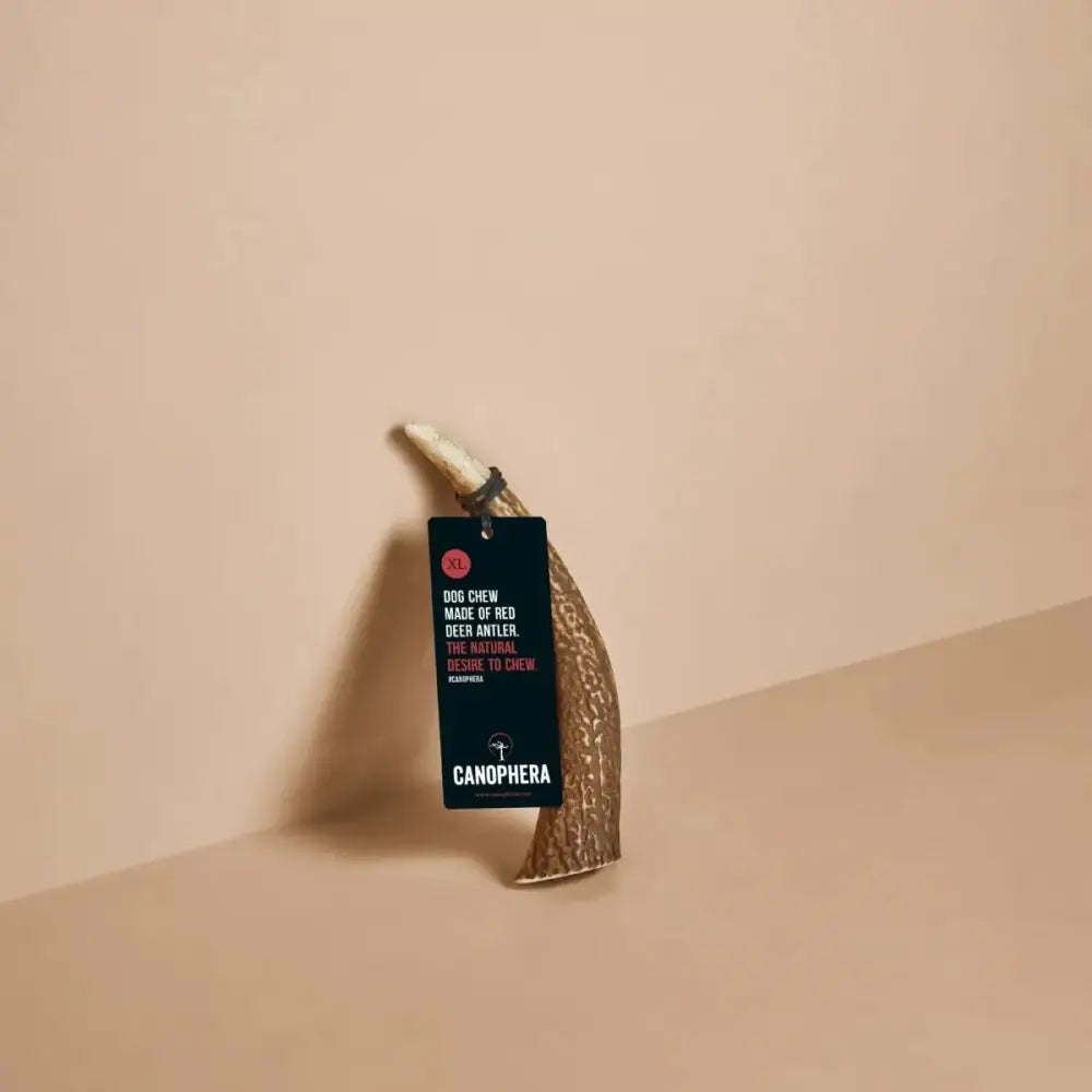 Canophera Whole Red Deer Antler Dog Chew - Talis Us