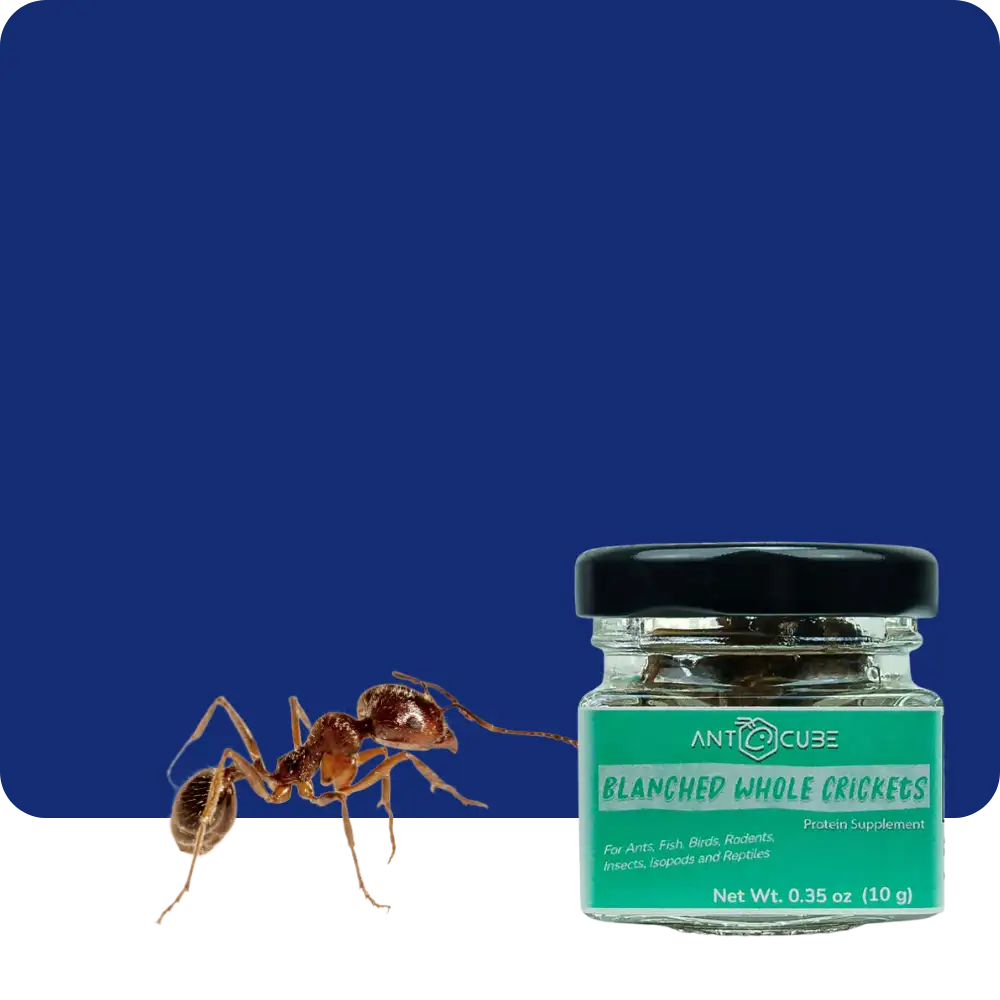 A clear glass jar with a black lid and teal label, containing blanched whole crickets as a protein supplement for pets.