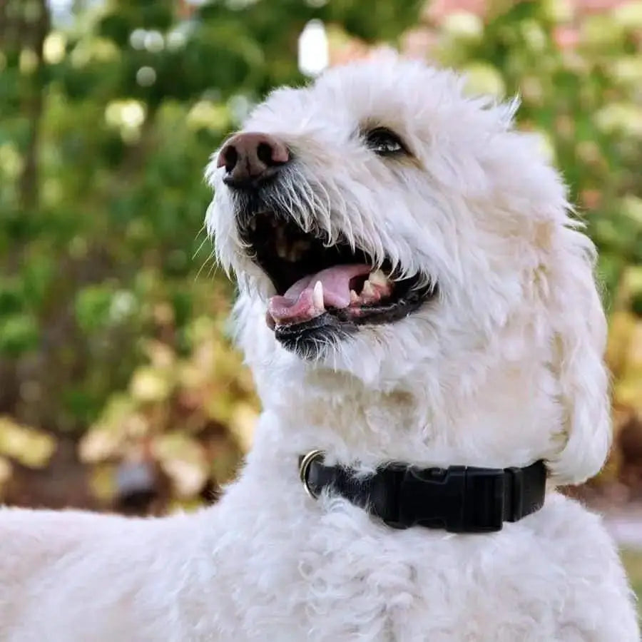 Coastal Adjustable Nylon Dog Collar with Plastic Buckle Coastal CPD