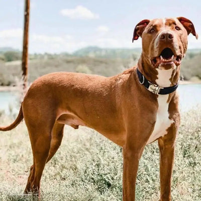 Coastal Adjustable Nylon Dog Collar with Titan Metal Buckle Coastal CPD