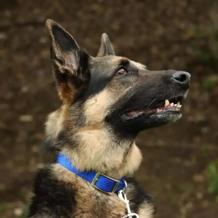Coastal Single-Ply Nylon Dog Collar Coastal CPD