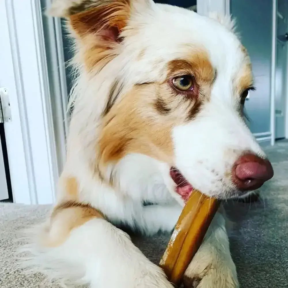 Coconut Yak Milk Chews for Dogs Chew Dog Treats - Talis Us