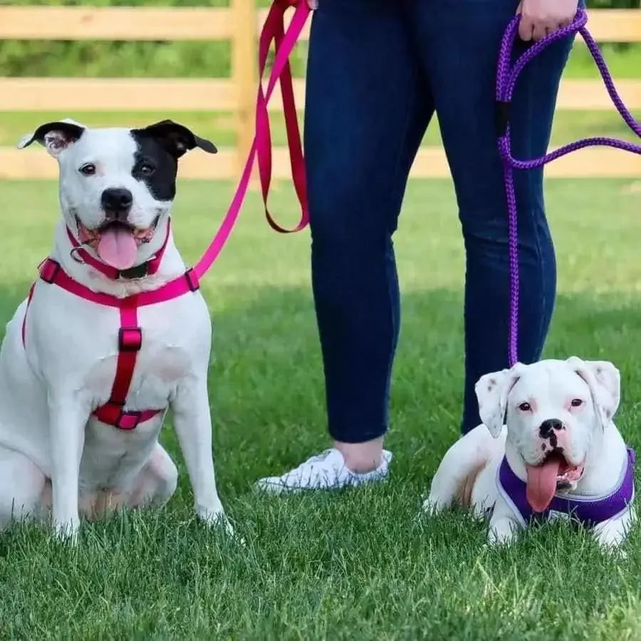 Comfort Wrap Adjustable Nylon Dog Harness Comfort Wrap CPD