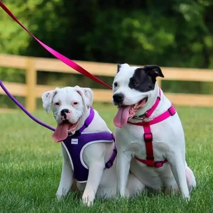 Comfort Wrap Adjustable Nylon Dog Harness Comfort Wrap CPD