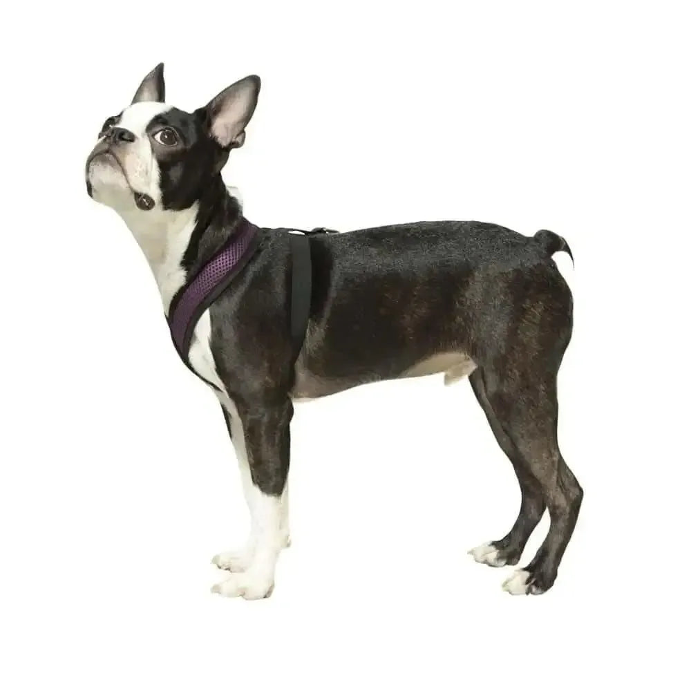 Comfort X Head-In Harness Gooby WP