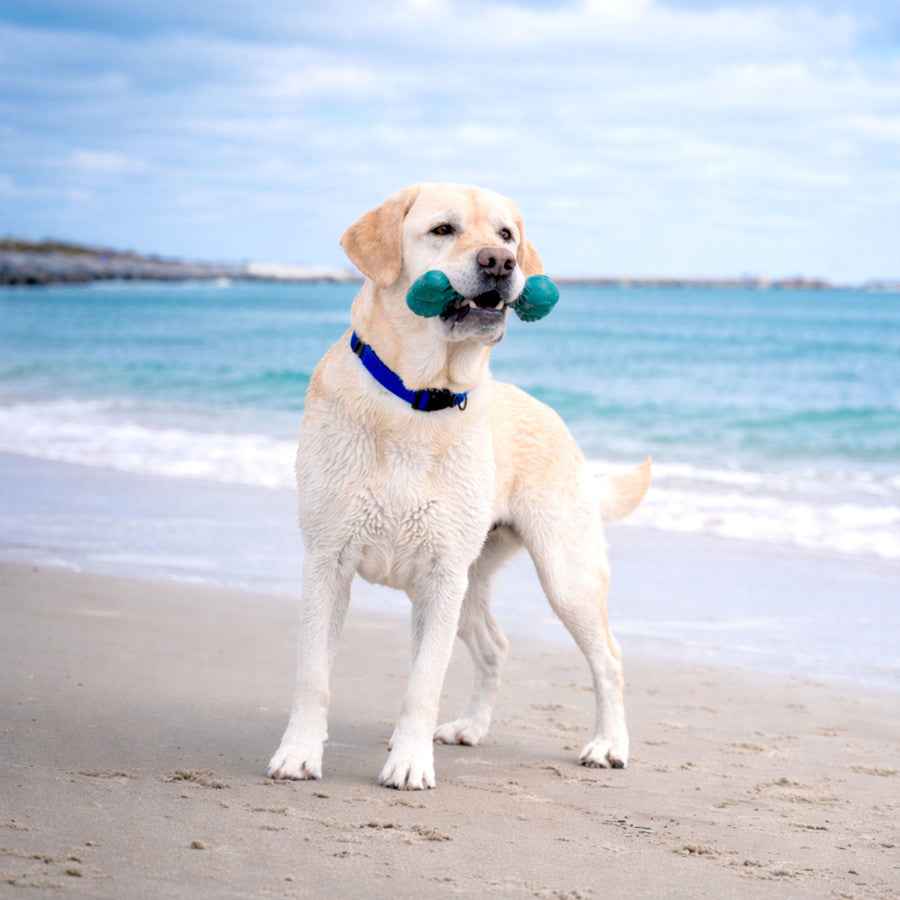 Nylabone Power Chew Love Our Oceans Frenzy Bone Dog Chew Toy