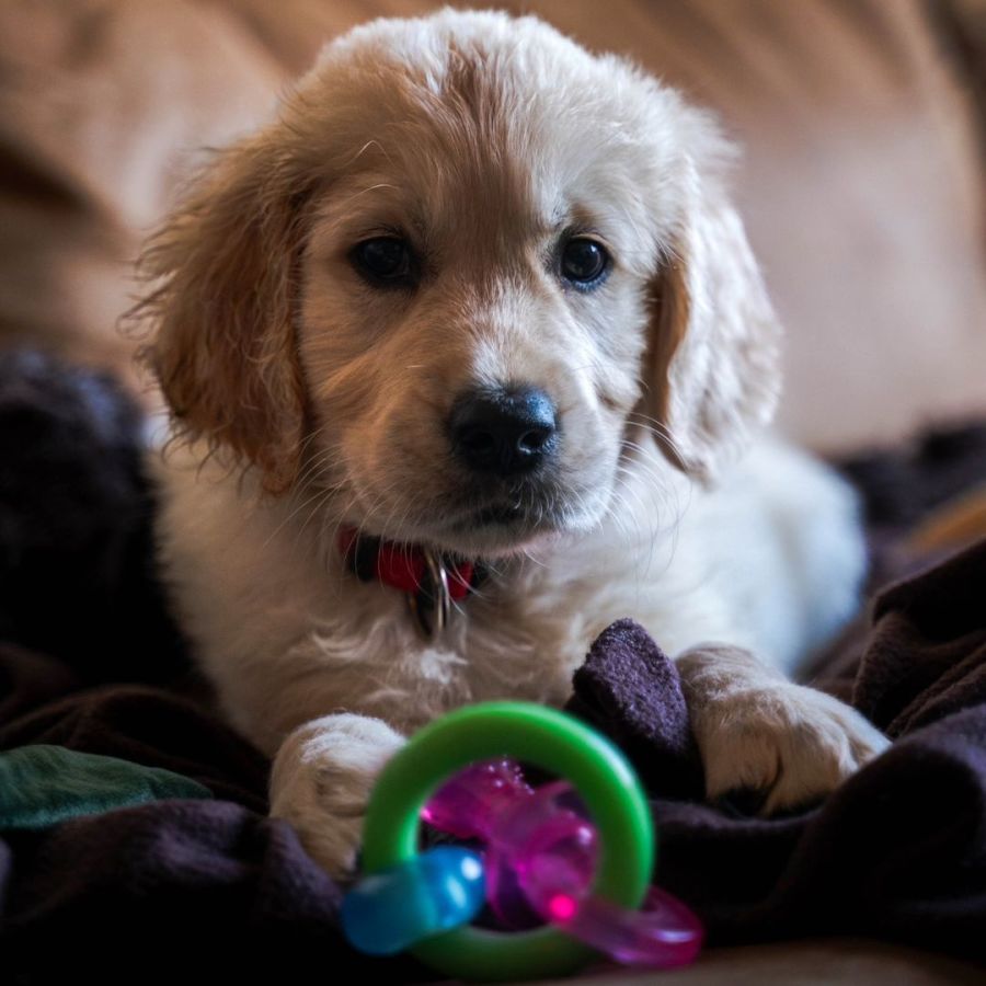 Golden Retriever puppy lying down with a Nylabone bacon-flavored teething pacifier toy.