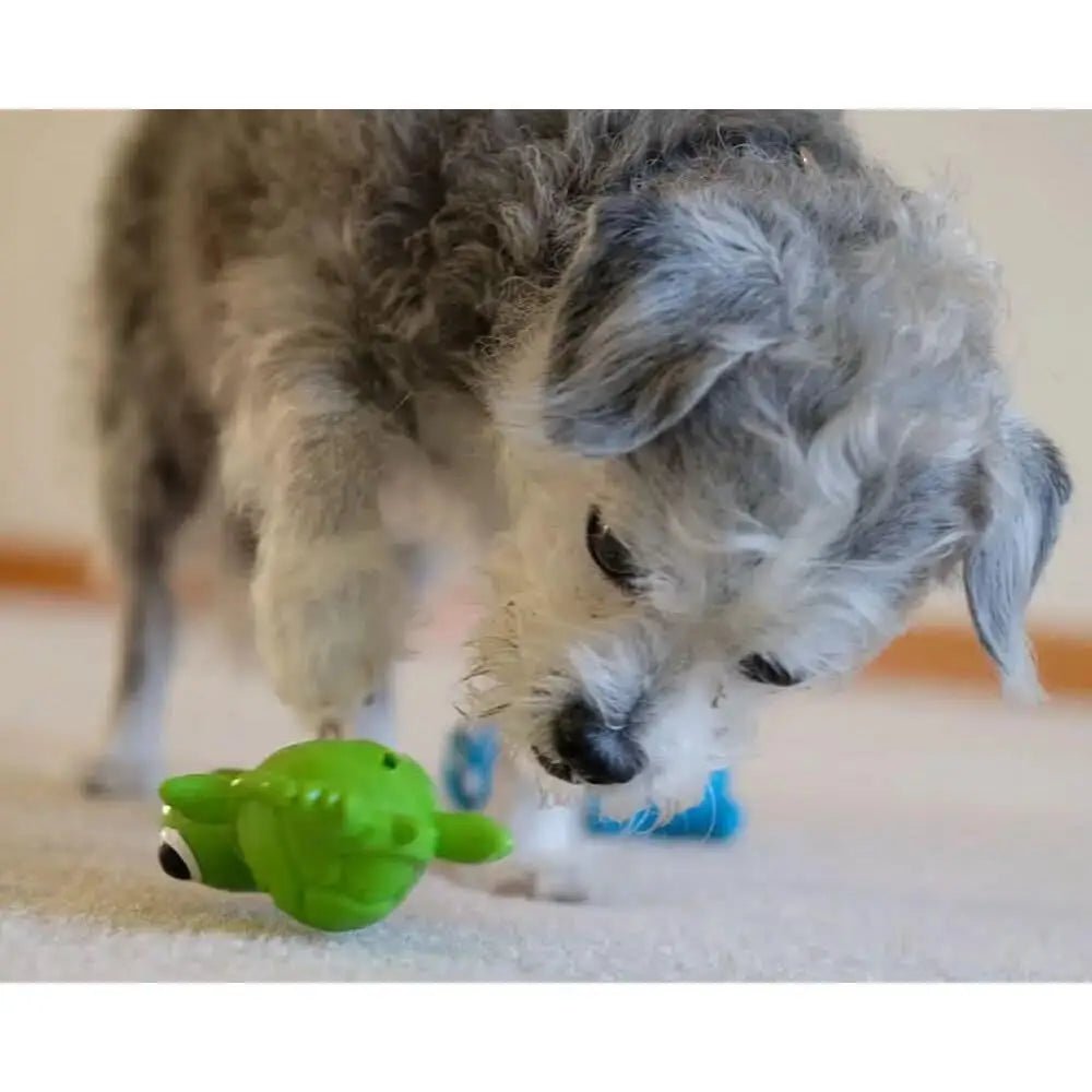 Cycle Dog 3 - Play Turtle Dog Toy - Talis Us