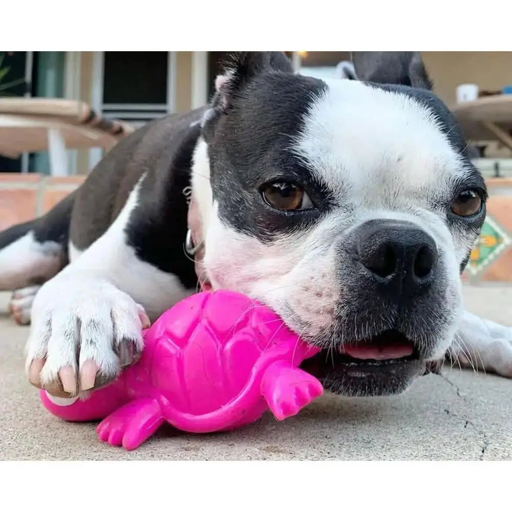 Cycle Dog 3 - Play Turtle Dog Toy - Talis Us
