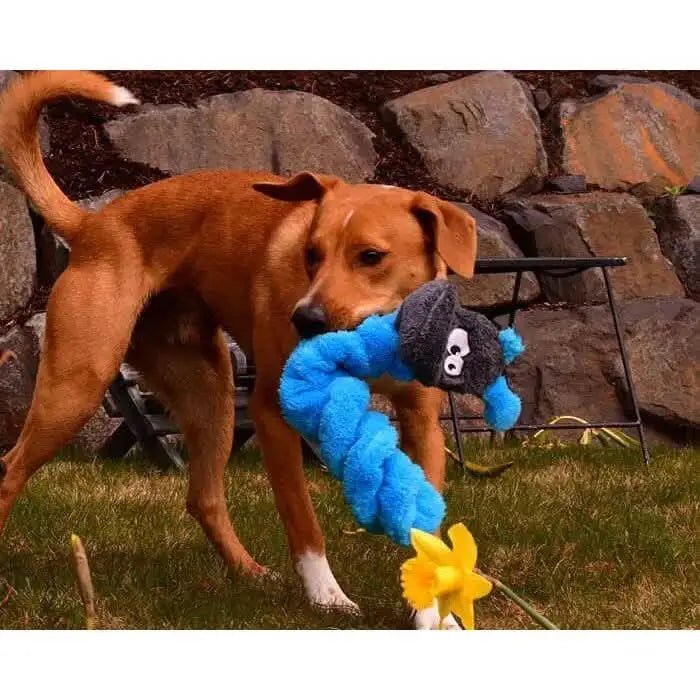 Cycle Dog Duraplush Coil Caterpillar Dog Toy - Talis Us