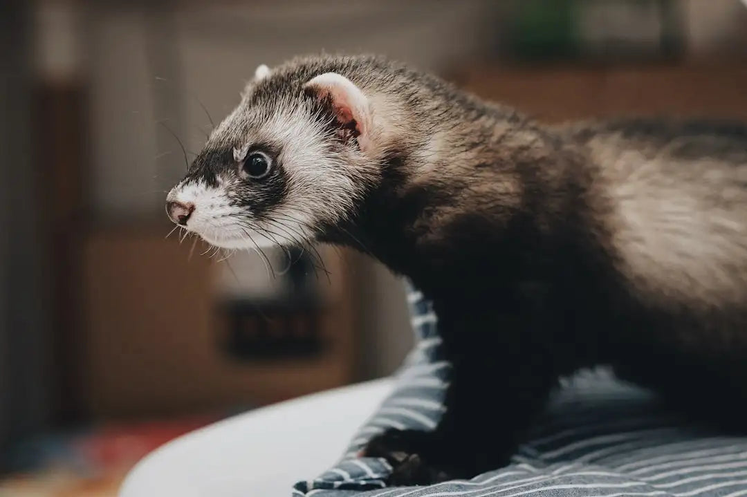 A dark-furred ferret with a white muzzle and black eyes, standing on a striped fabric surface.