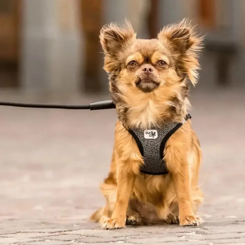 Dog Harness No Pull for Small Medium Dogs Vest Merino Wool with Odor Neutralizing Curli