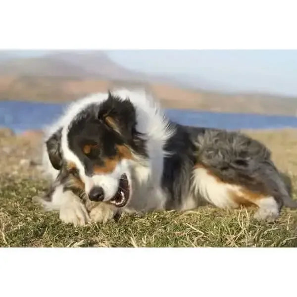 Dog enjoying a Redbarn peanut butter rawhide dog chew on grass by a lake