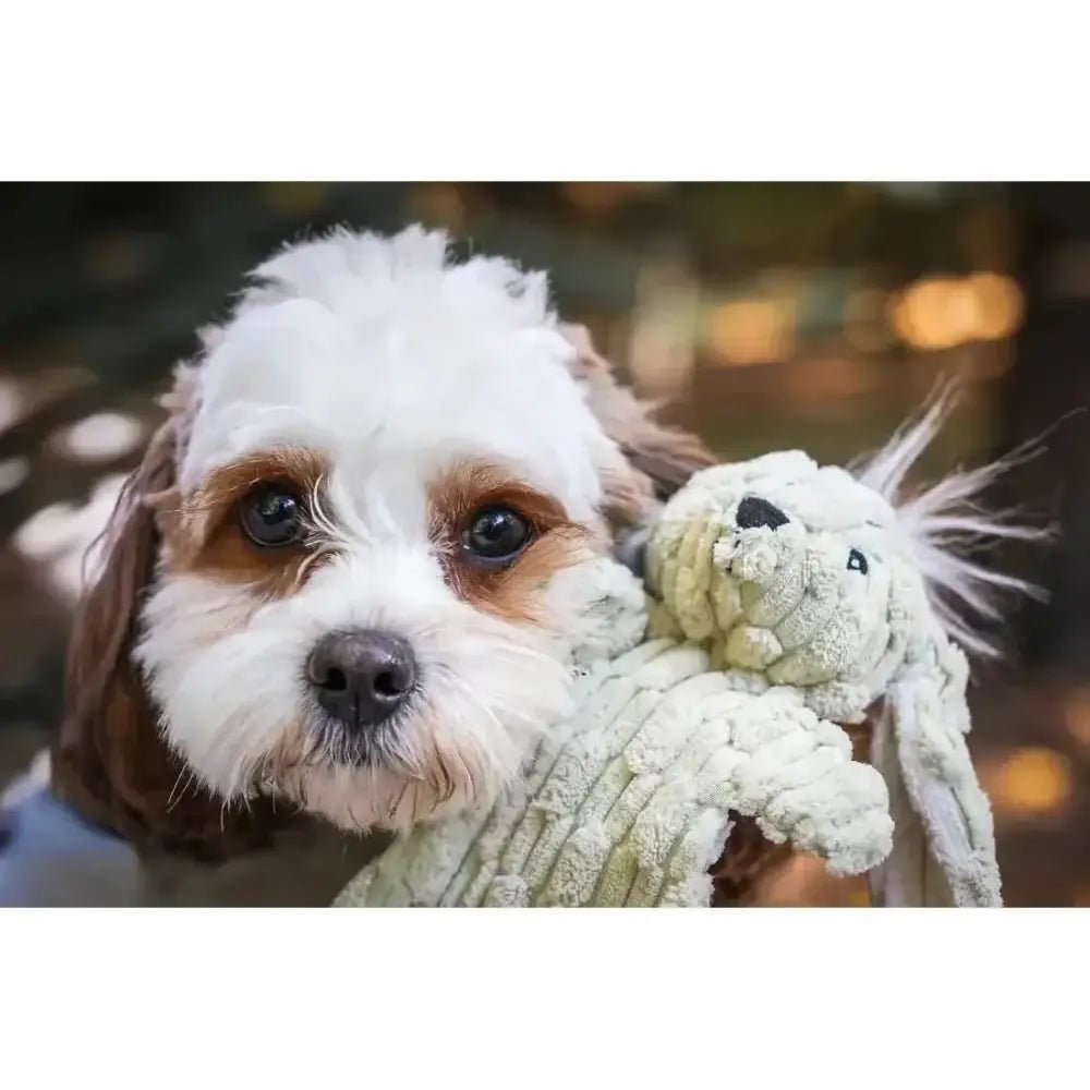 Dog Toys HuggleHounds Woodland HuggleFlatties Tough Squeaky Plush Small Dog Toys 3pk - Talis Us