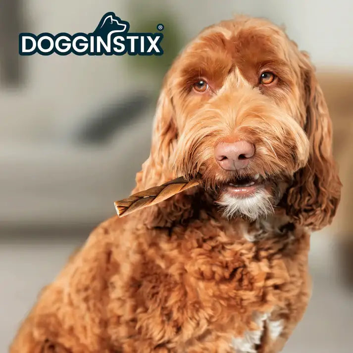 Dogginstix braided lamb collagen dog chews held by a happy golden retriever indoors