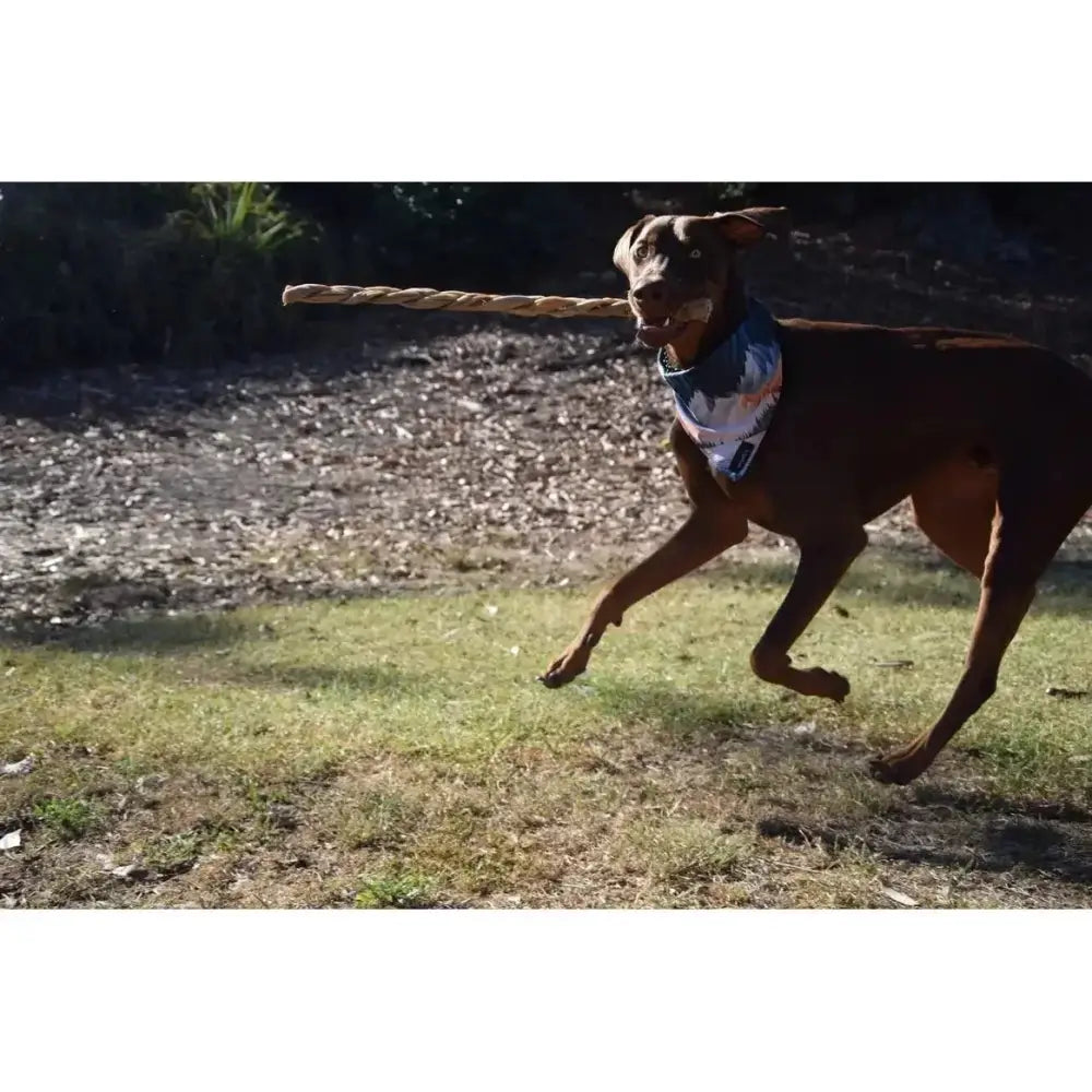 Dogginstix Braided Lamb Collagen Sticks Dog Chew - Talis Us