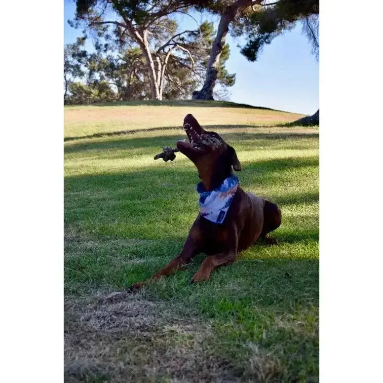 Dogginstix Braided Sticks Lamb Collagen Double Knots Dog Chews Case of 25 - Talis Us